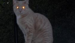 私たちの眼と犬猫の眼の違い(*^-^*)タペタムってな~に