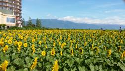 守山市 菜の花畑 満開にお土産! いかがですか?