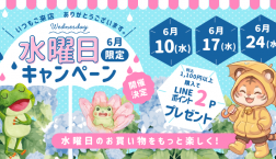 本日はいよいよ《水曜日!》