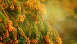 花粉症、浸透圧ショック~~(;´Д`)!!